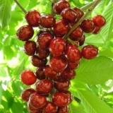 Pravilna sadnja i njega stubastih trešanja